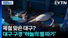 제철 맞은 대구?...대구 구경 '하늘의 별 따기' / YTN