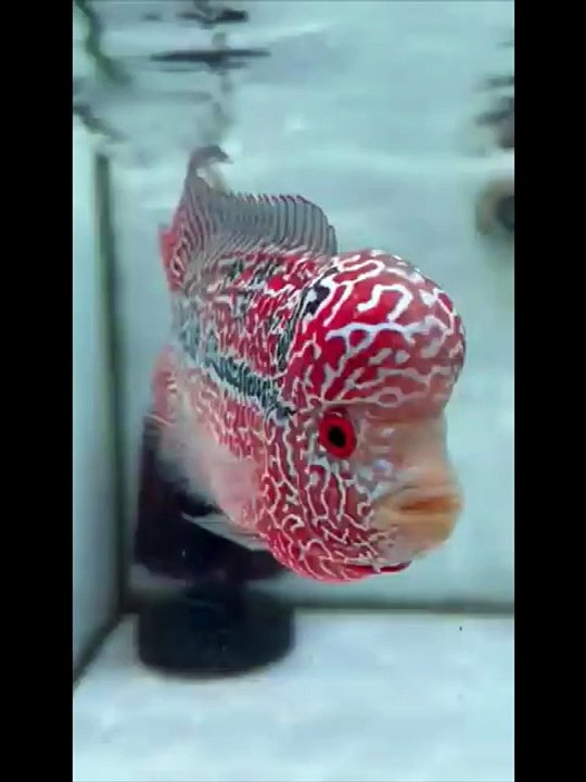 Flowerhorn Fish Aquarium Tank