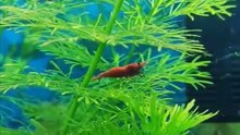 Red Shrimp Aquarium Tank