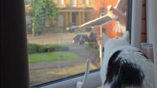 Cat watches seagulls from window and plans ultimate revenge silently