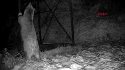 O anlar fotokapana yansıdı! Ayı kovanlara ulaşmak için direğe böyle tırmandı