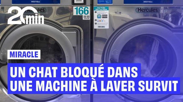 Chine : un chat survit miraculeusement après avoir passé plusieurs minutes dans une machine à laver