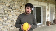 Ce Périgourdin cueille un citron de plus d'un kilo
