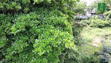 Familia denuncia solar abandonado en Gascue afecta a familias