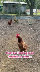 In Love with a Single Farmer Daddy Movie Greetings ｜ ReelShort