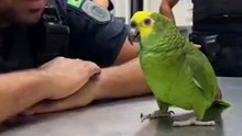 papagaio fazendo pessoas rir
