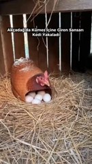 Malatya'nin Akçadağ ilçesinde sabah saatlerinde kümese giren bir sansarın, yumurtaların bulunduğu bölüme yöneldiği anlar kameraya yansıdı. Sansarın, tavuk görünümlü maketin altına doğru ilerlediği SIrada burada pusuda bekleyen bir kedinin aniden ortaya