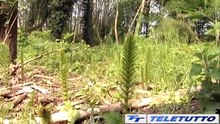 Video News - Foreste, più di 16 milioni per la tutela