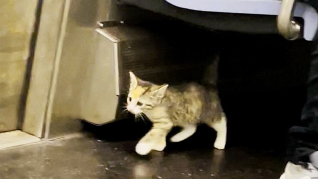 Tiny Stray Kitten Finds Her New Family On A NYC Subway Train