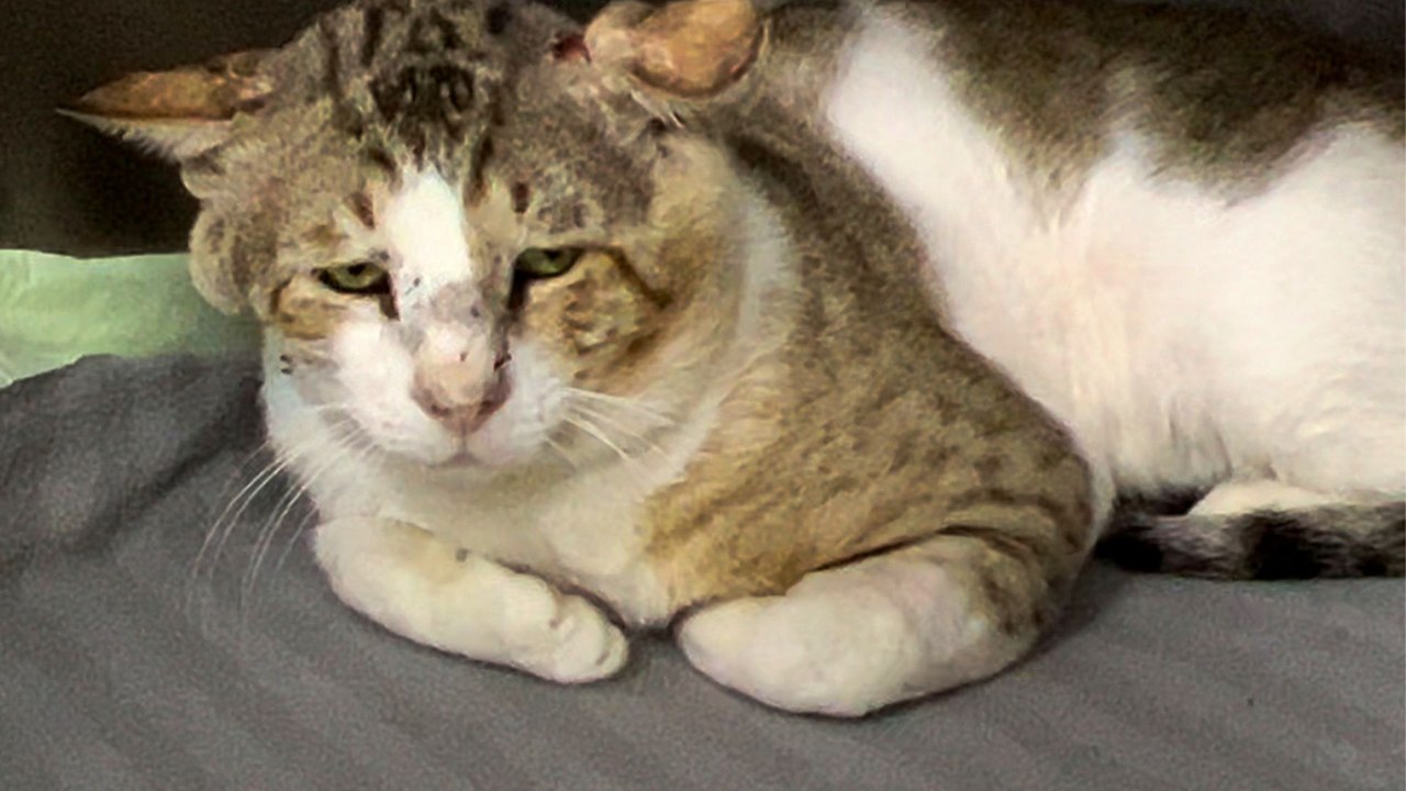 Sad-Faced Shelter Cat Learns How To Trust From Foster Siblings