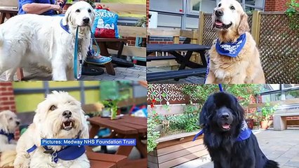 Kent's therapy pets receive new personalised leads to help comfort hospital patients