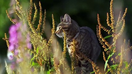 Fletchers Family Farm S03E10