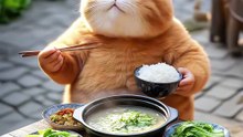 橘胖子有点坏-干饭猫#萌宠出道计划 #吃货猫 #动物的