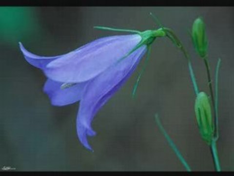 Porque Me Ensanas-The Malando orchestra [DECCA]78rpm