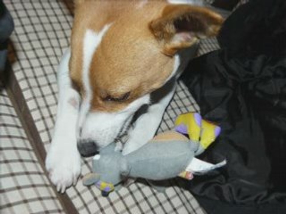 Weasel LE jack russel