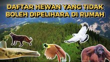 Daftar Hewan yang Tidak Boleh Dipelihara di Rumah