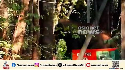 വനംവകുപ്പിനും നാട്ടുകാർക്കും തലവേദനയായി ഏഴാറ്റുമുഖം ഗണപതി, പരാക്രമ ദൃശ്യങ്ങൾ കാണാം