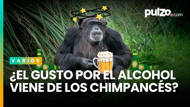 ¿El gusto por el alcohol fue heredado de los chimpancés? Un estudio respalda esa teoría | Pulzo