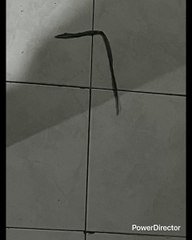 PELE MARADONA JUGABAN EN LA MIERDA MIERDA CANCHAS QUE NO ESTAN NI CERCA COMO LAS DE AHORA LOS MATAB@N A PATADAS Y SEGUÍAN LESIONADOS JUGABAN CON TOBILLO ROTOS CON SANGRE Y NO GANABAN TANTA PLATA COMO ESTOS FUTBOLISTAS CHIFLADOS DE LA ACTUALIDAD