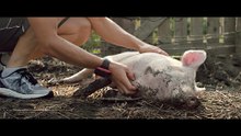 New Pigs on the Block: Trailer HD VO