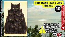 How Many Cats Are There? 🐈‍⬛