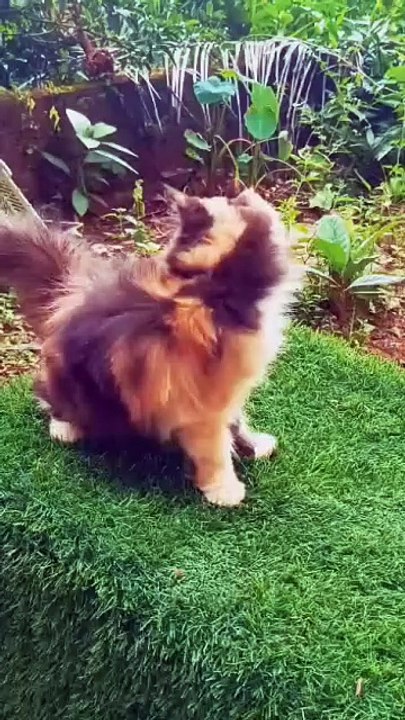 Beautiful Cat
