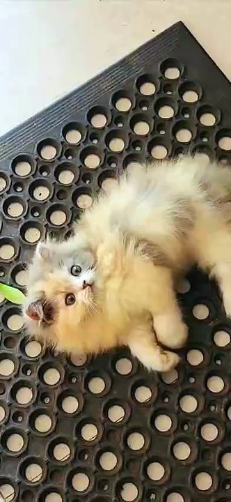 Beautiful Kittens Playing