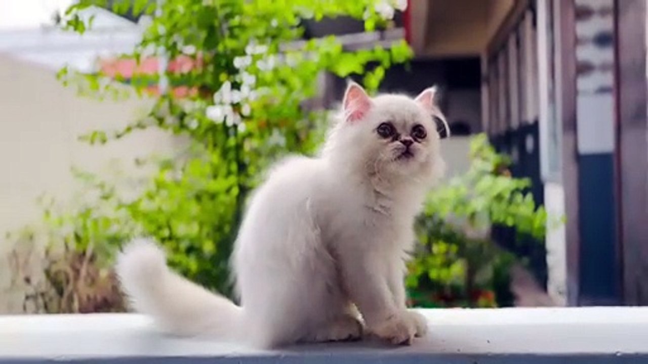 Cute Persian Cat