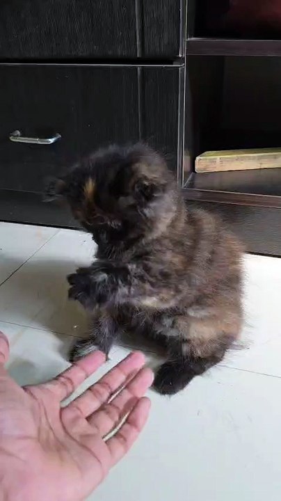 Funniest Kitten