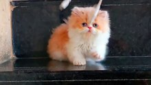 Funny Cat Baby