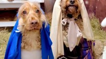 Presepe a quattro zampe: i cani conquistano il web con i costumi natalizi