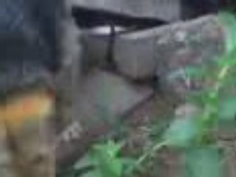 Suceag 3
