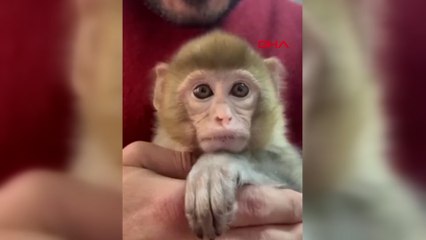 Denetimde ele geçirilen yavru makak maymunu koruma altına alındı