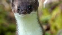 Curious stoat stands on two legs to watch what the human is doing