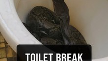 Toilet terror: Man meets slithery squatter in Labuan saloon