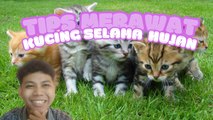Tips Merawat Kucing Saat Musim Hujan