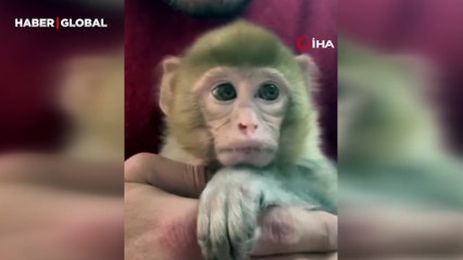 Elazığ’da yakalanan yavru maymun sosyal medyada gündem oldu