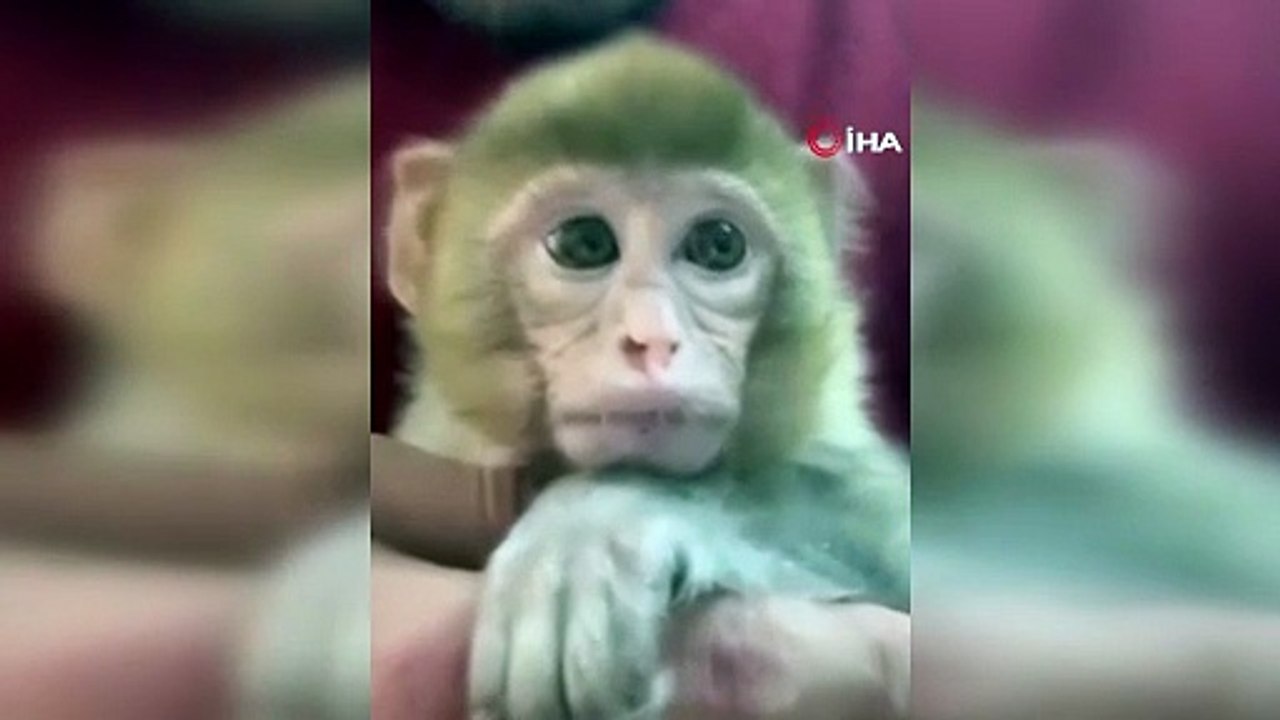 Yavru makak maymunu denetimde bulundu, korumaya alındı