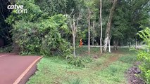 Queda de galhos bloqueia pista de caminhada no Lago Municipal