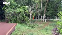 Queda de galhos bloqueia pista de caminhada no Lago Municipal