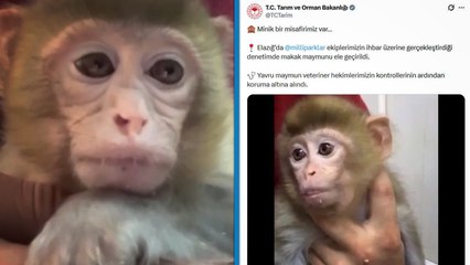 Denetimde ele geçirilen yavru makak maymunu koruma altına alındı