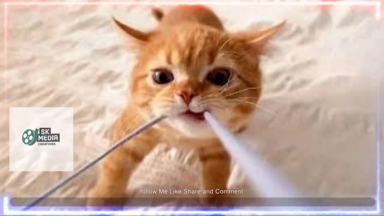 Cats That Will Make You Forget Your Problems 😸