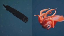 Abissi 2025: le creature marine più spettacolari catturate in 4K