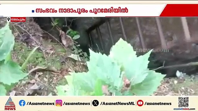 നാദാപുരം പുറമേരിയിൽ കിണറ്റിൽ ഏഴ് കാട്ടുപന്നികൾ വീണു