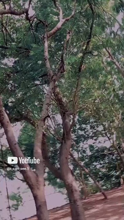 1000017404