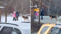 Protective Dog Walks Family's Kids To And From School Bus Stop And Waits With Them Every Day | Happily TV