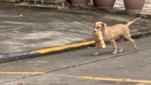 Mischievous dog steals a pack of bread and runs through the street