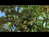 Madagascar, terre des ancêtres🌎Documentaire en français