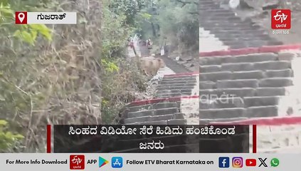 ಜೈನರ ಧಾರ್ಮಿಕ ಕೇಂದ್ರ ಶೆಟ್ರುಂಜಿ ಬೆಟ್ಟದಲ್ಲಿ ಸಿಂಹ ಪ್ರತ್ಯಕ್ಷ, ಪ್ರವಾಸಿಗರಲ್ಲಿ ಆತಂಕ: ವಿಡಿಯೋ