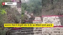 शेत्रुंजी पर्वत पर शेरों का डेरा, वीडियो हुआ वायरल, वन विभाग की लोगों से सावधानी बरतने की अपील